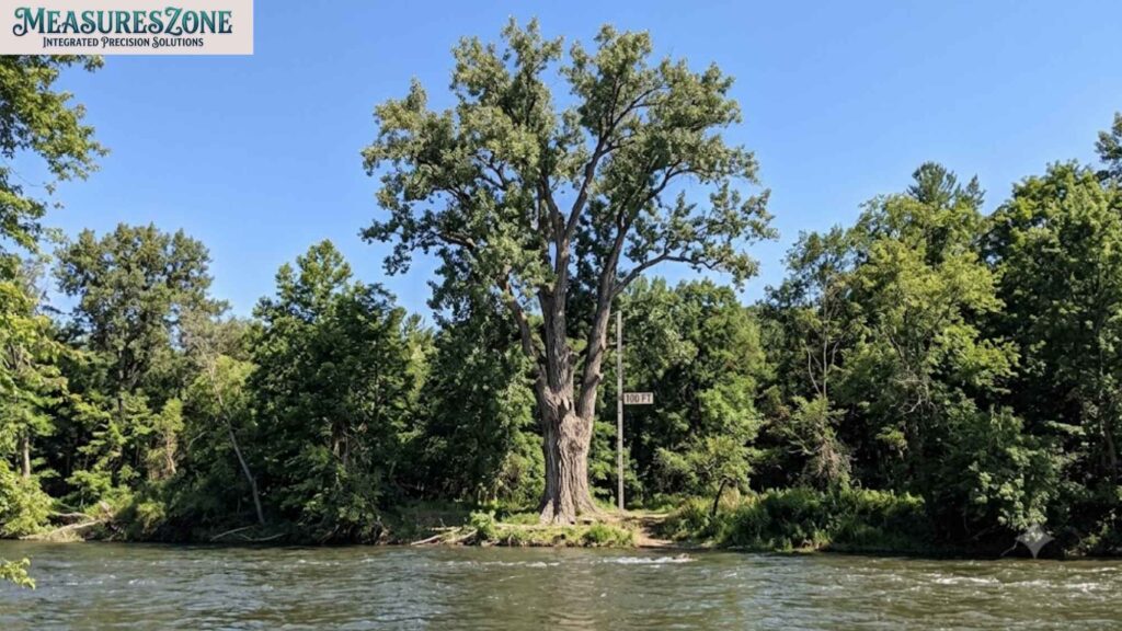A massive tree stands on a riverbank next to a 100 FT height marker. Dense forest lines the background under a clear blue sky.